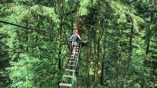 Go Ape Wyre Forest